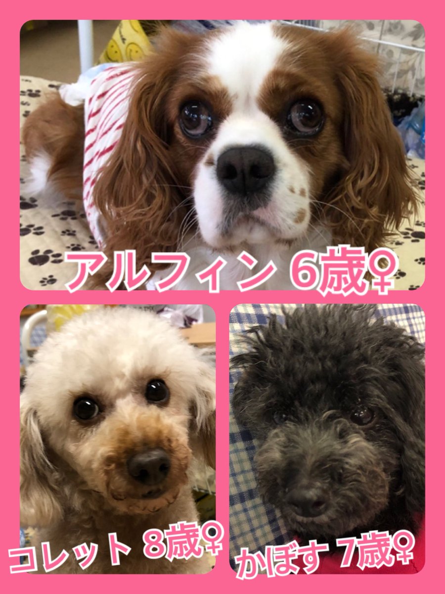 🐾今日の里親様募集中ワンコ🐶メンバーです🐾2019,6,24